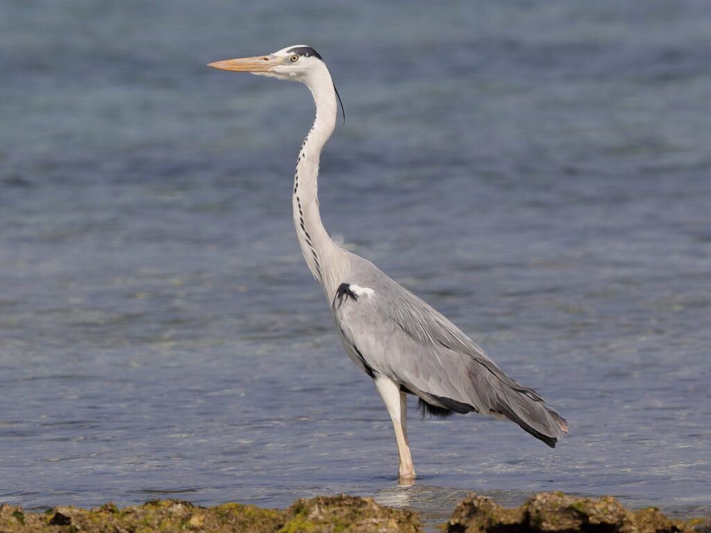Gray Heron