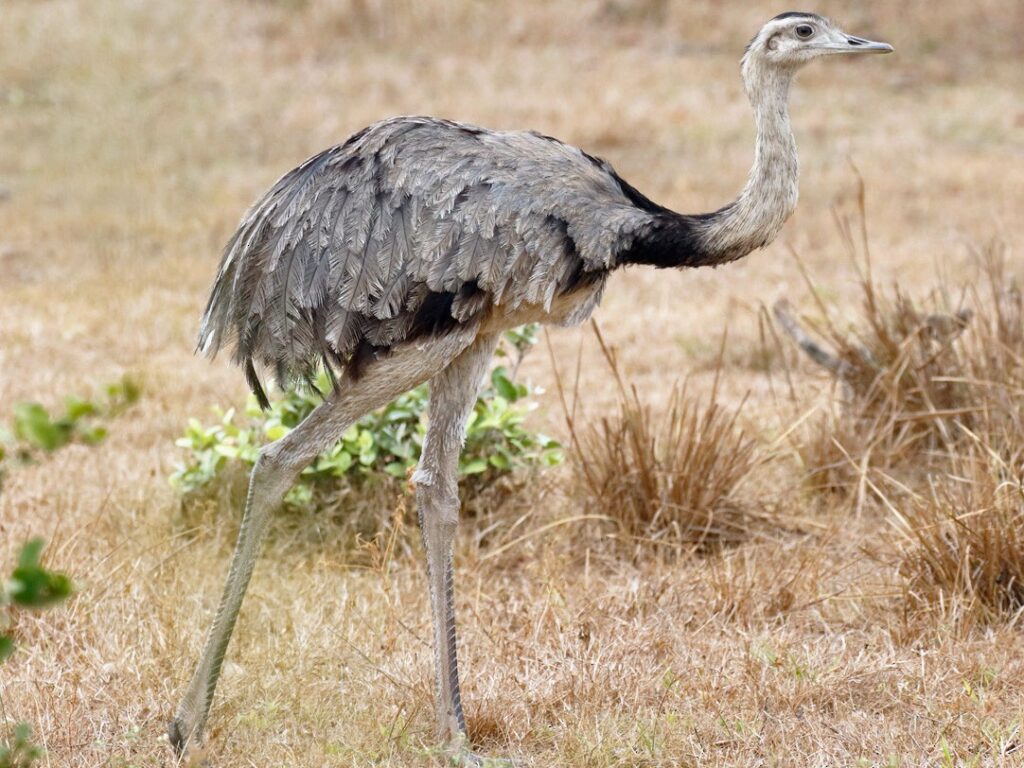 Greater Rhea