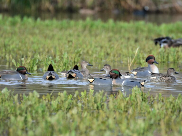 Green-winged Teal NA8