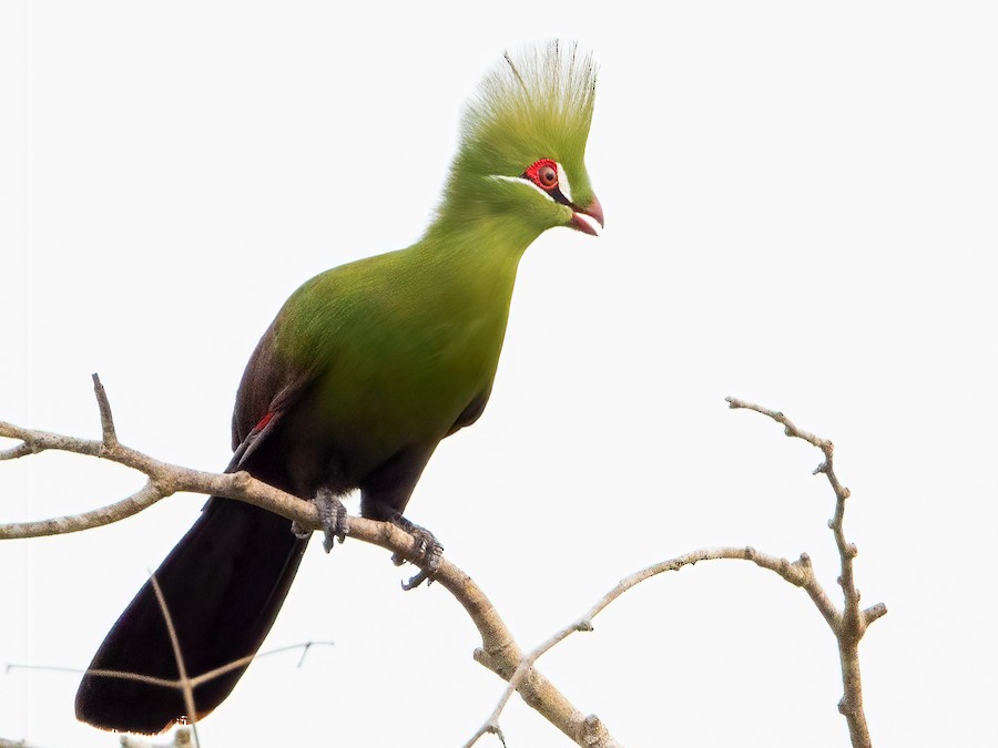 Guinea Turaco