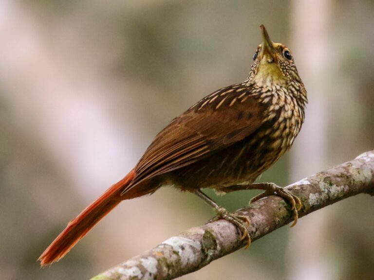 Guttulate Foliage-gleaner