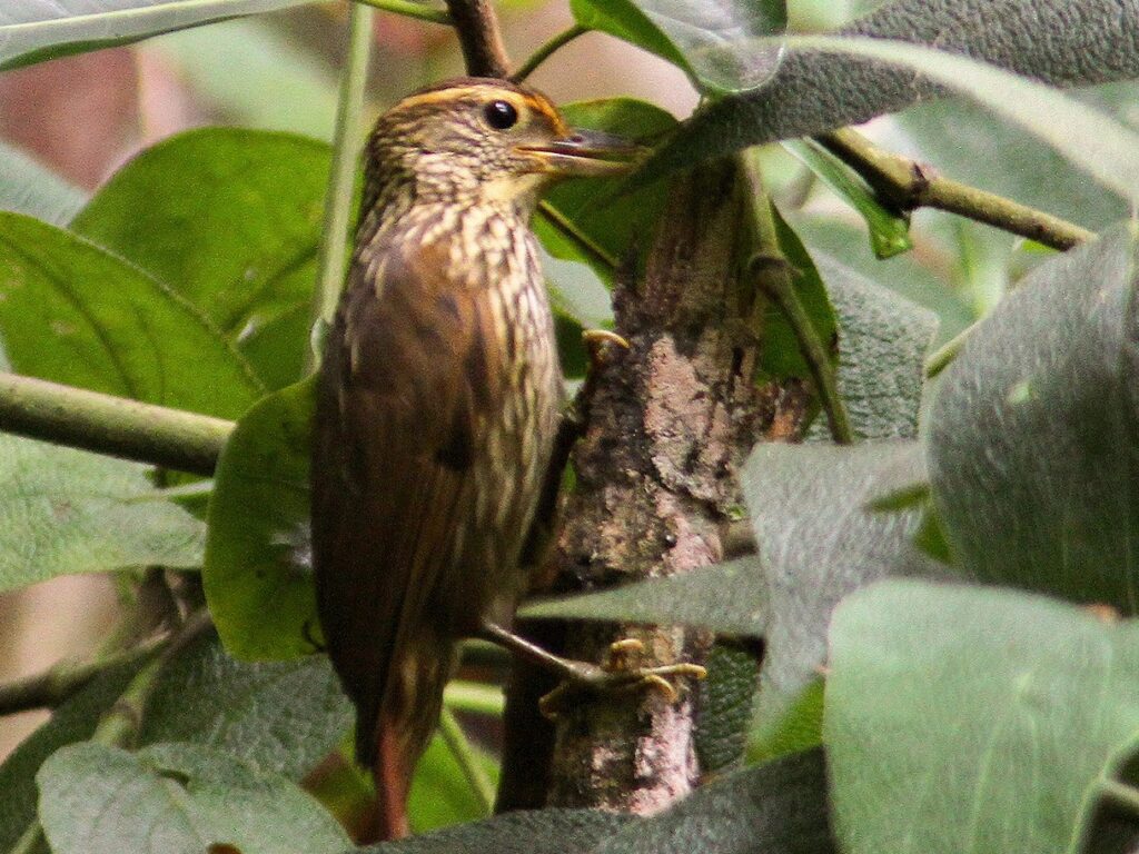 Guttulate Foliage-gleaner