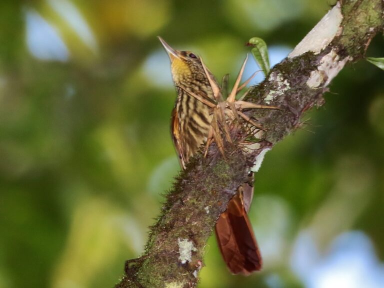 Guttulate Foliage-gleaner