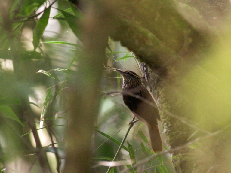 Guttulate Foliage-gleaner