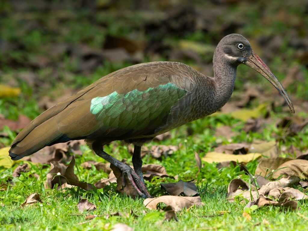 Hadada Ibis