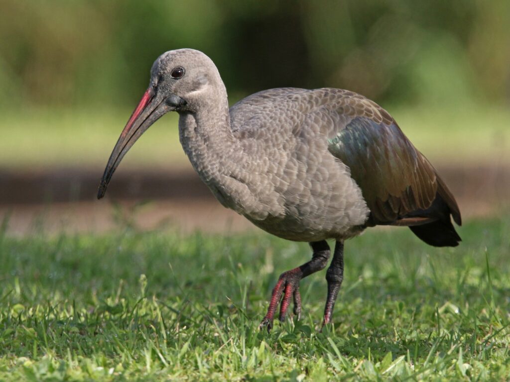 Hadada Ibis