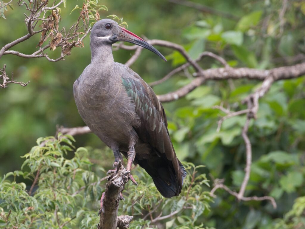 Hadada Ibis