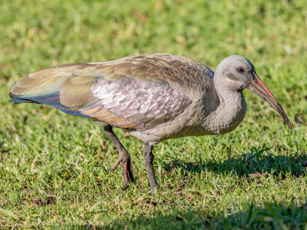 Hadada Ibis