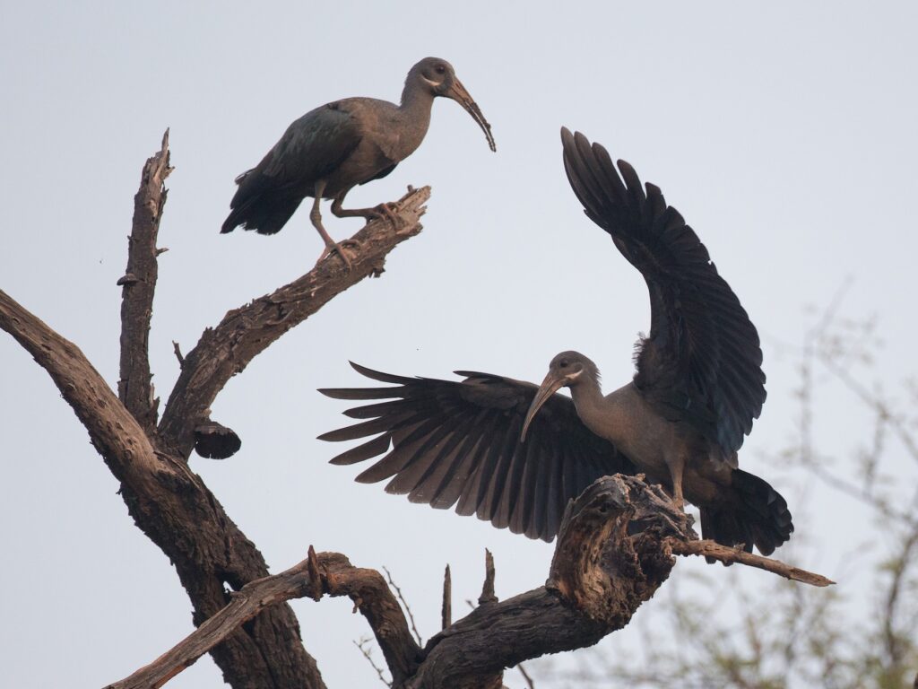 Hadada Ibis