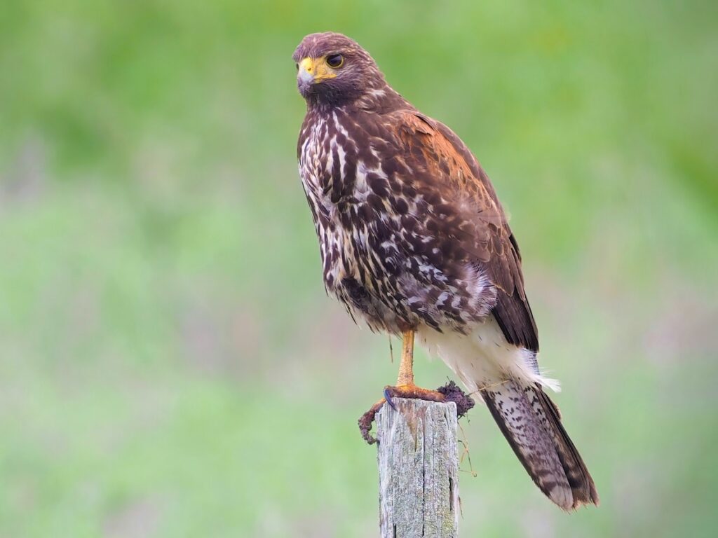 eagle vs hawk