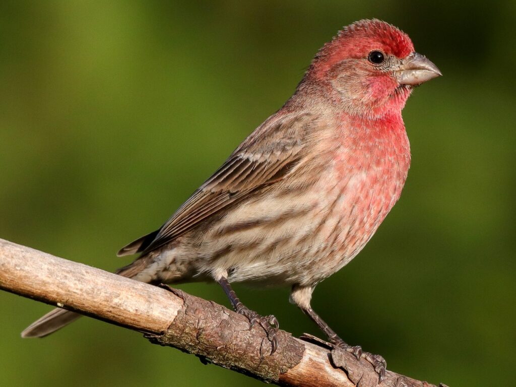 House Finch