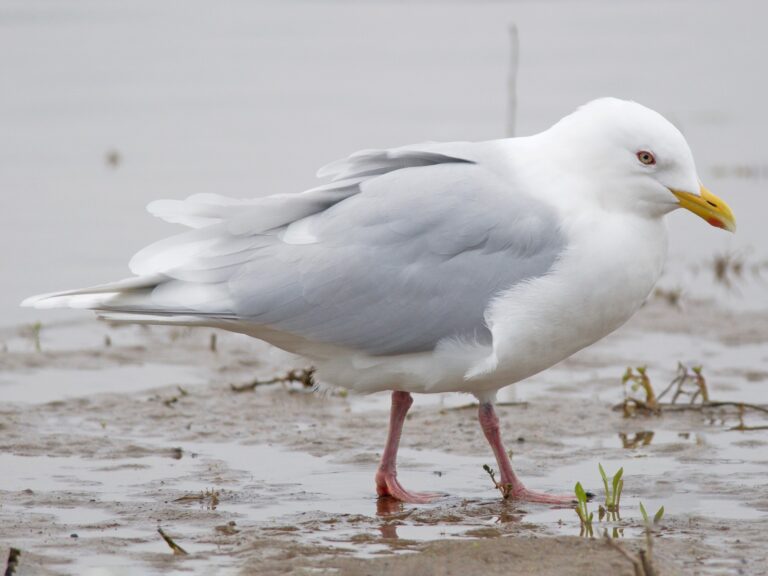 Iceland Gull