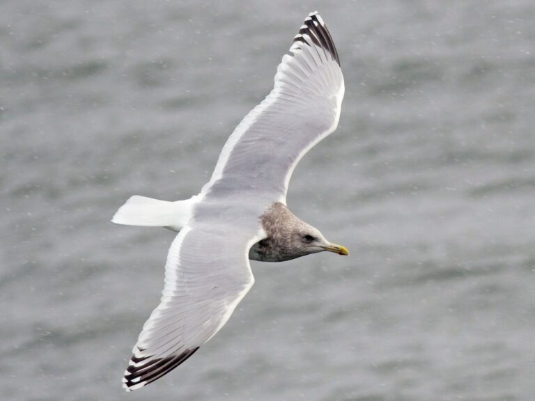 Iceland Gull