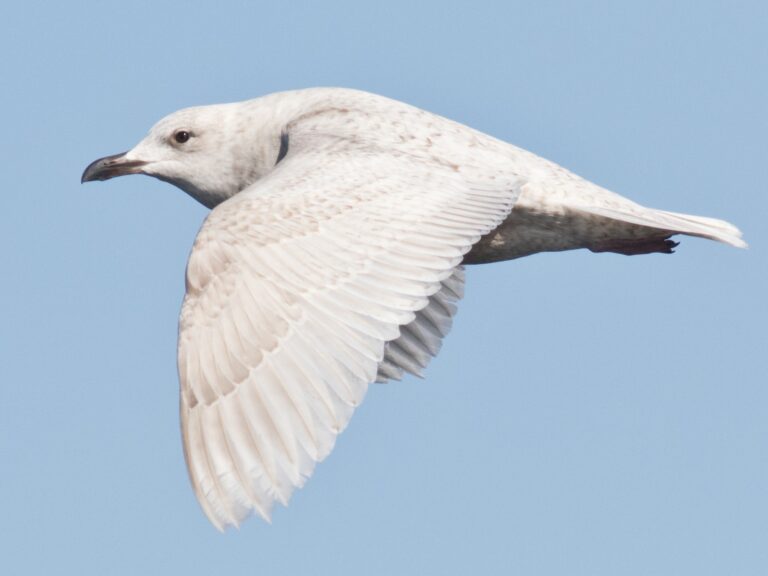 Iceland Gull