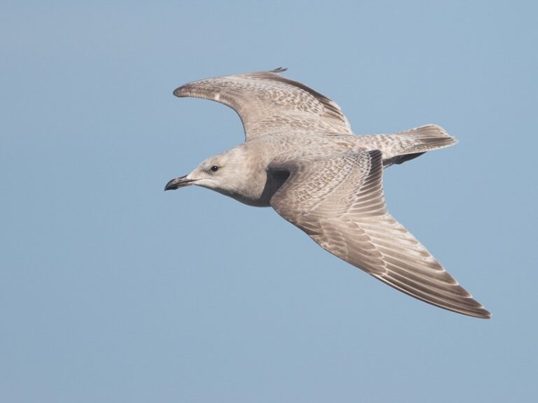 Iceland Gull