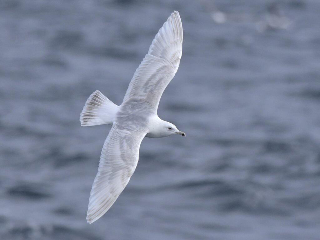 Iceland Gull