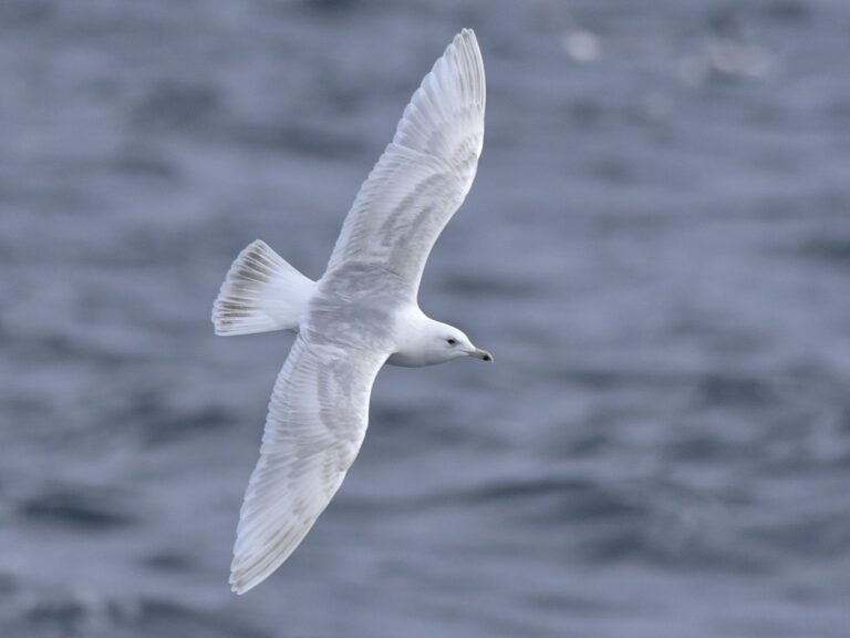 Iceland Gull