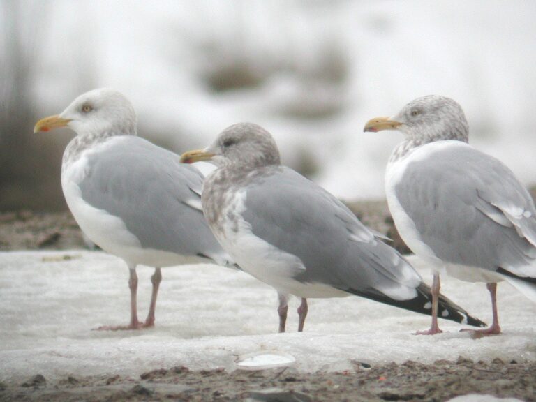 Iceland Gull