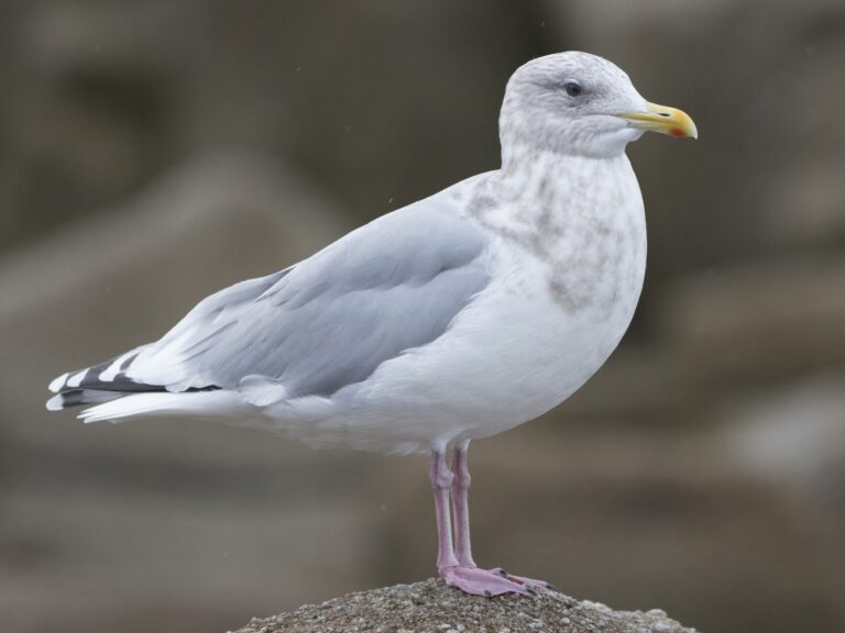 Iceland Gull