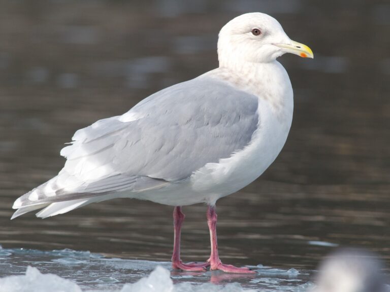 Iceland Gull