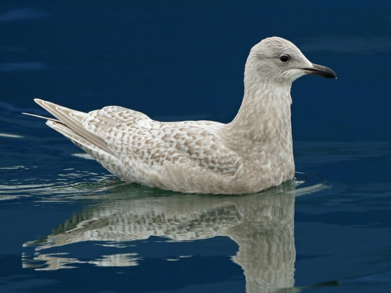 Iceland Gull