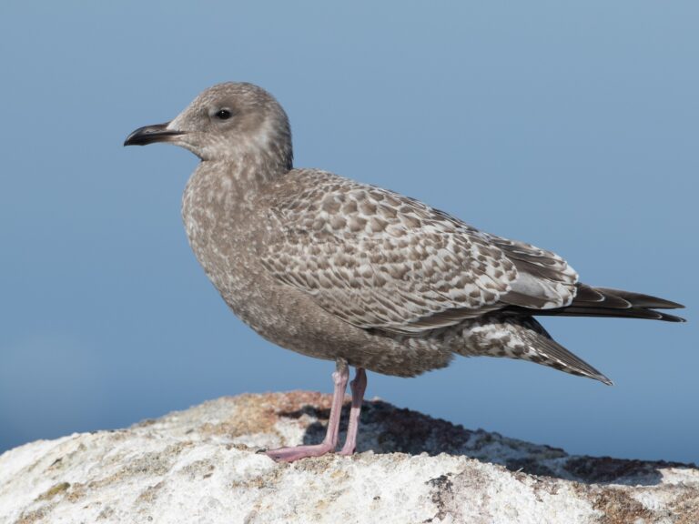 Iceland Gull