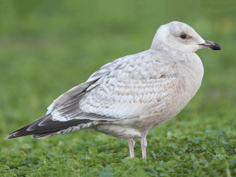 Iceland Gull