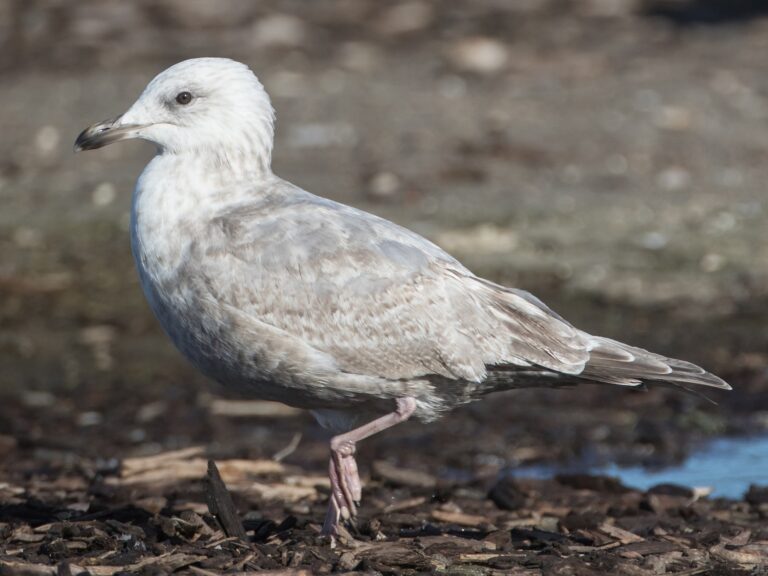 Iceland Gull