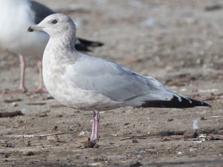 Iceland Gull