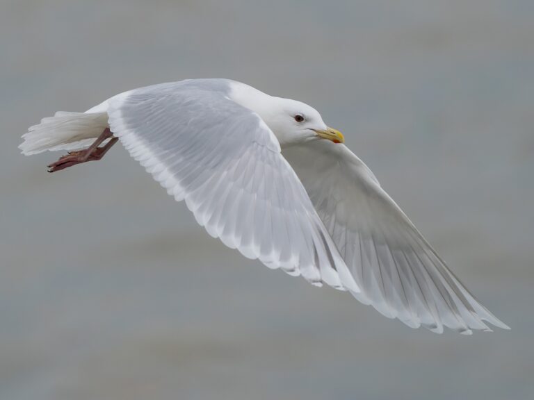 Iceland Gull