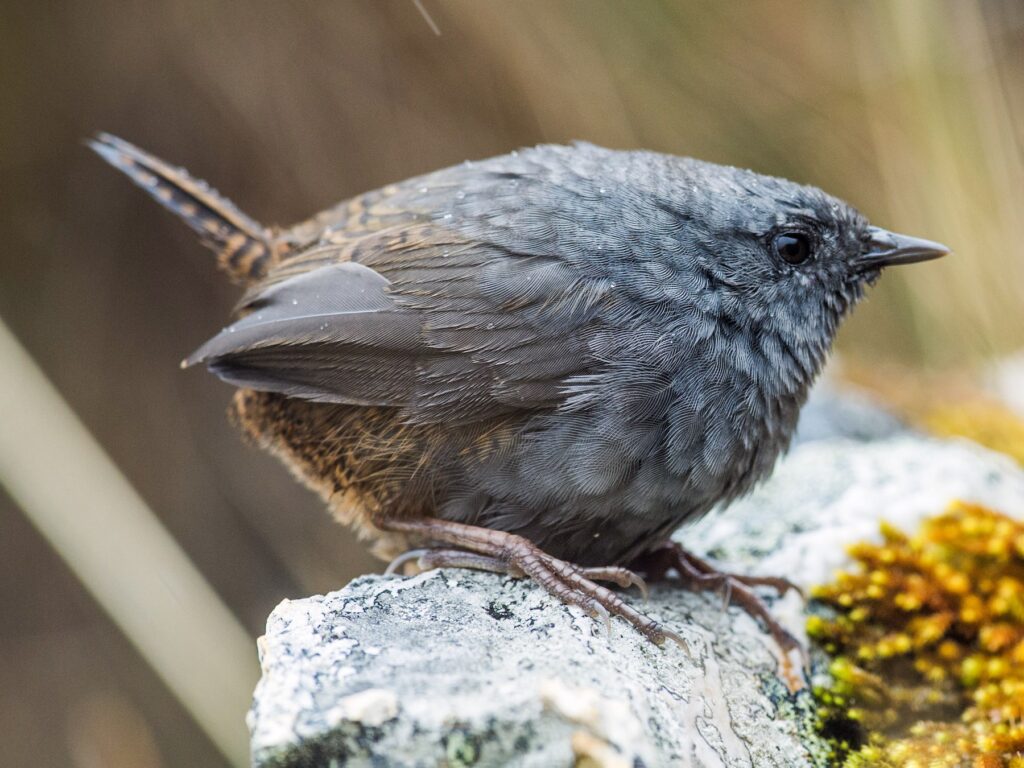 Jalca Tapaculo