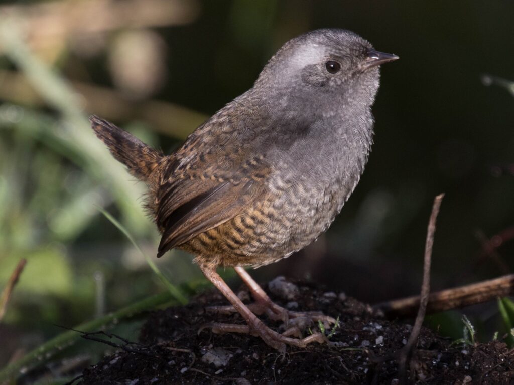 Jalca Tapaculo