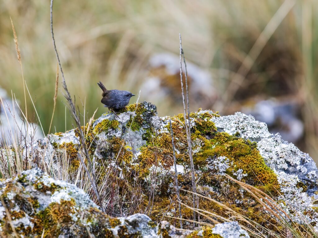 Jalca Tapaculo