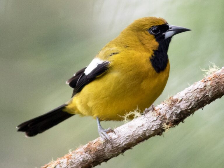 Jamaican Oriole