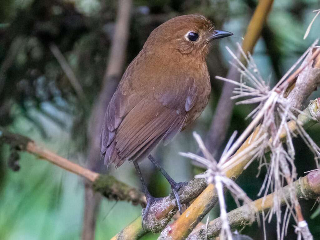 Junin Antpitta