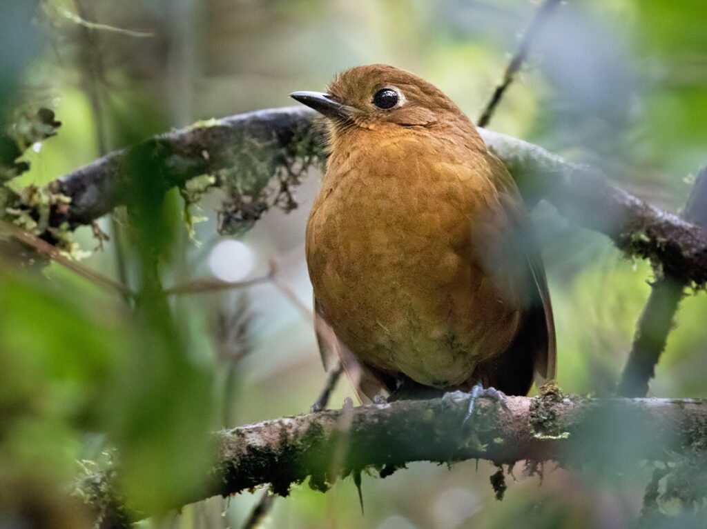 Junin Antpitta