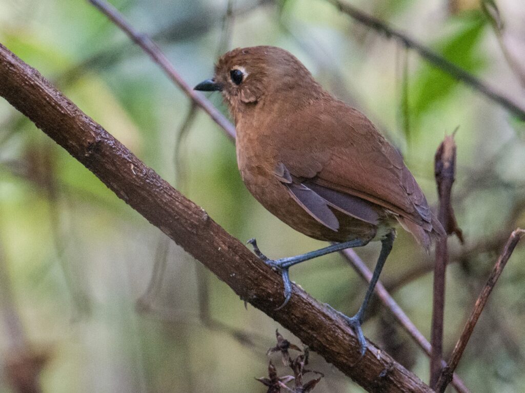Junin Antpitta