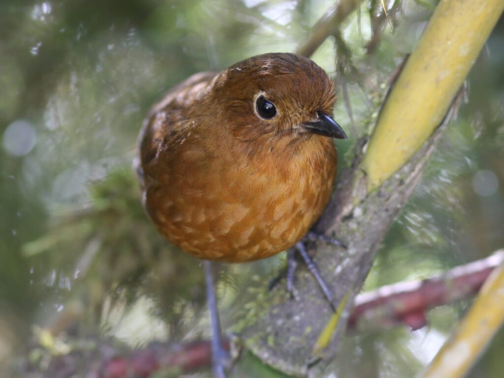 Junin Antpitta