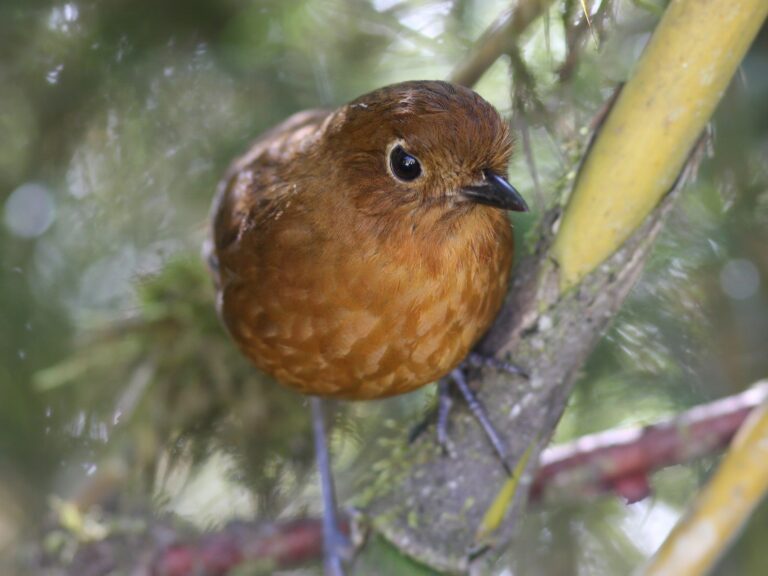 Junin Antpitta