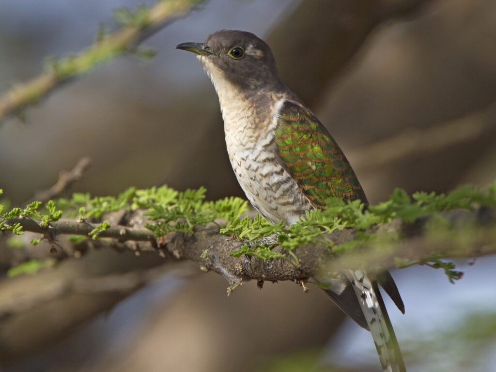 Klaas's Cuckoo