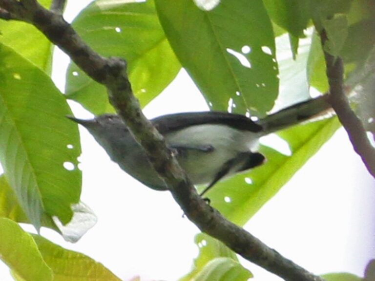 Klages’s Gnatcatcher