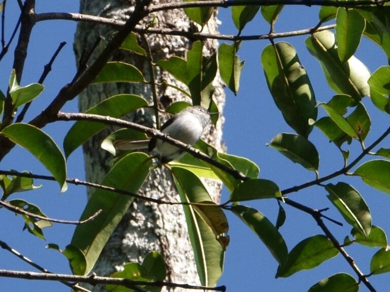 Klages’s Gnatcatcher