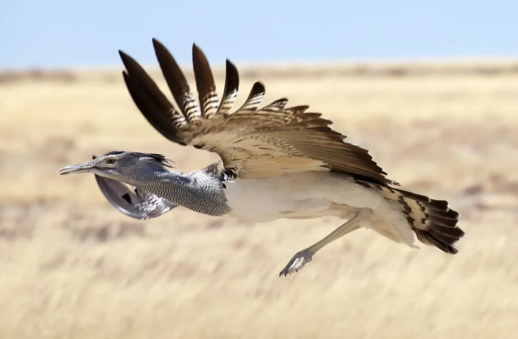 Kori Bustard