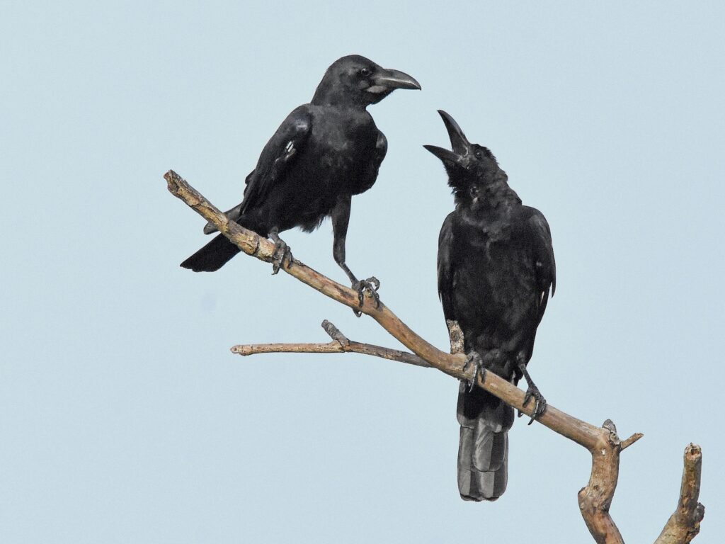 Large-billed Crow
