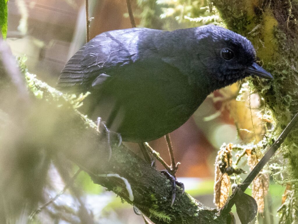 Large-footed Tapaculo