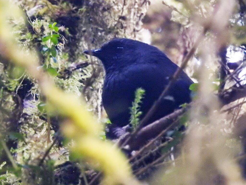 Large-footed Tapaculo