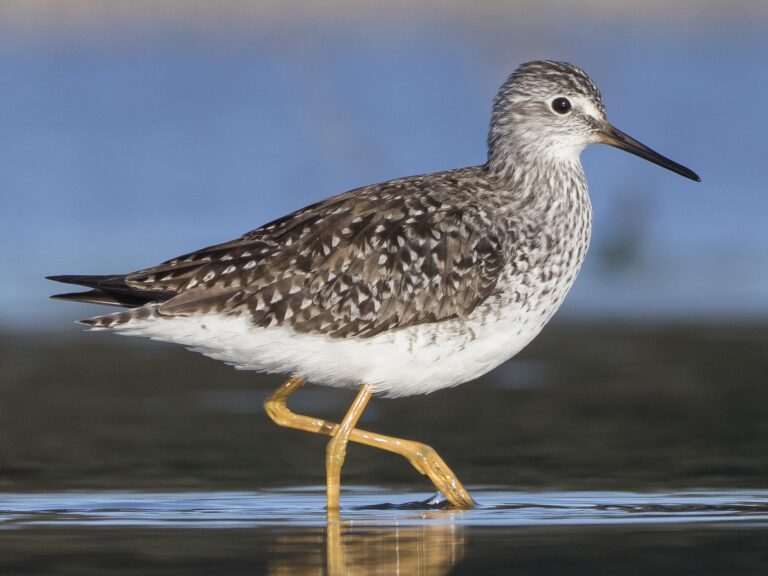 Lesser Yellowlegs