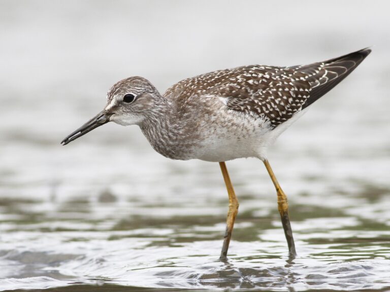 Lesser Yellowlegs