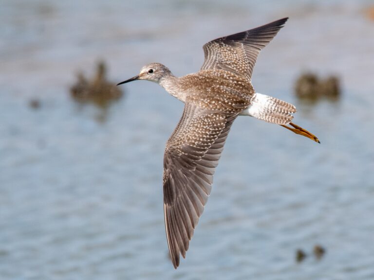 Lesser Yellowlegs