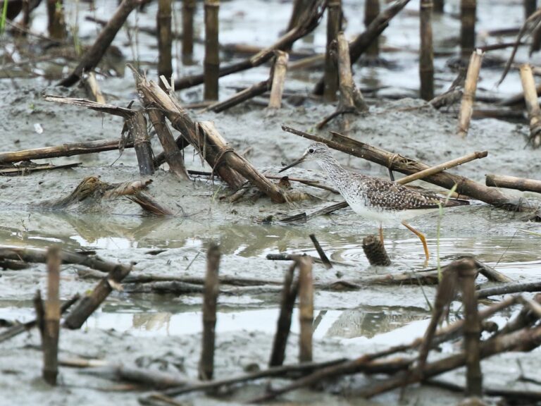 Lesser Yellowlegs
